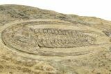Early Cambrian Trilobite (Perrector) - Tazemmourt, Morocco #355771-3